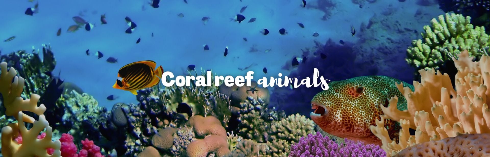 25 Fascinating Coral Reef Animals: Unveiling Nature’s Most Beautiful Ecosystem