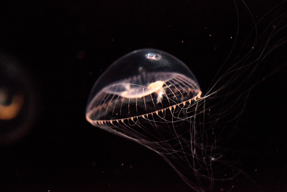 crystal jellyfish on a black background