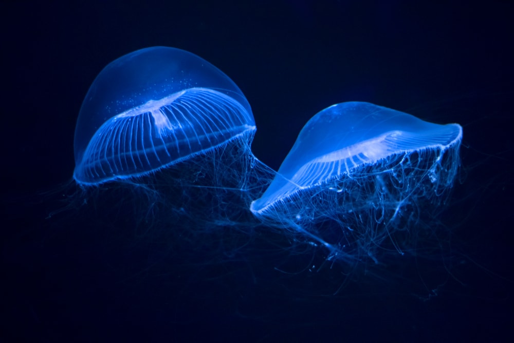 2 crystal jellyfish in an aquarium
