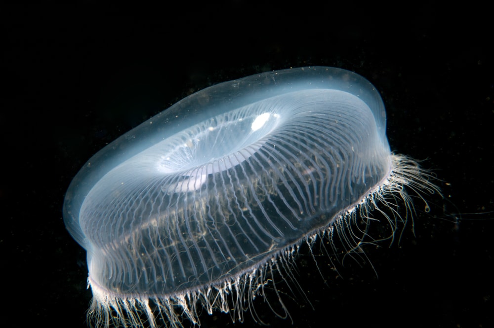 crystal jellyfish swimming in the dark