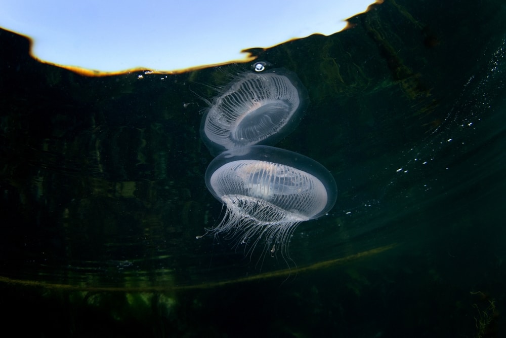 crystal jellyfish floating in the ocean 
