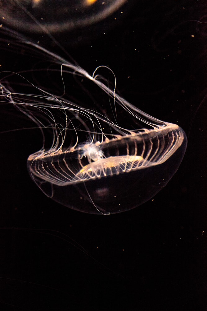 crystal jellyfish swimming on the dark 