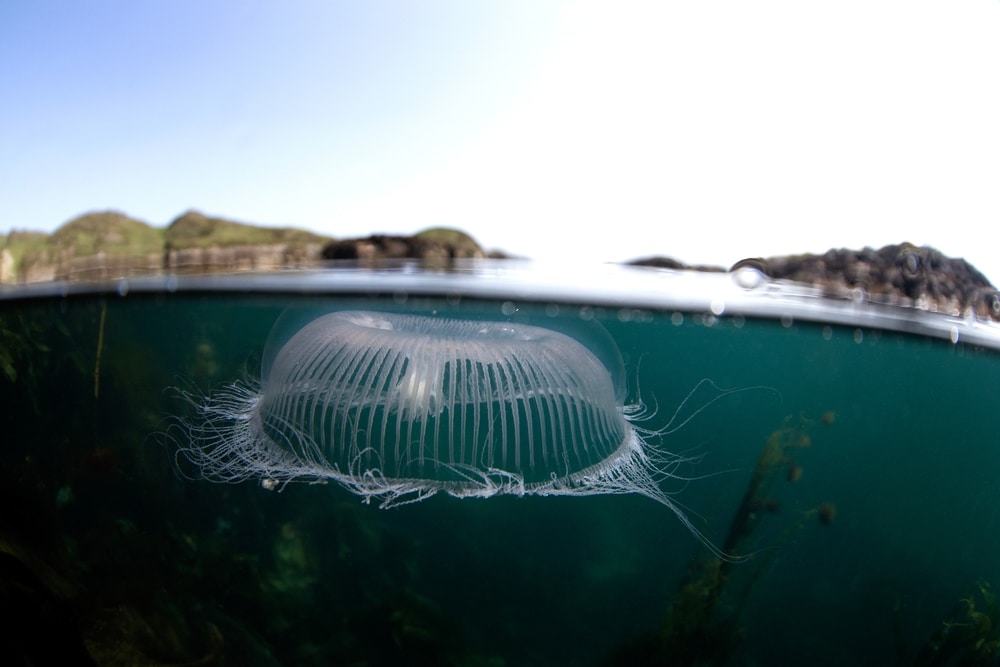 crystal jellyfish on the ocean