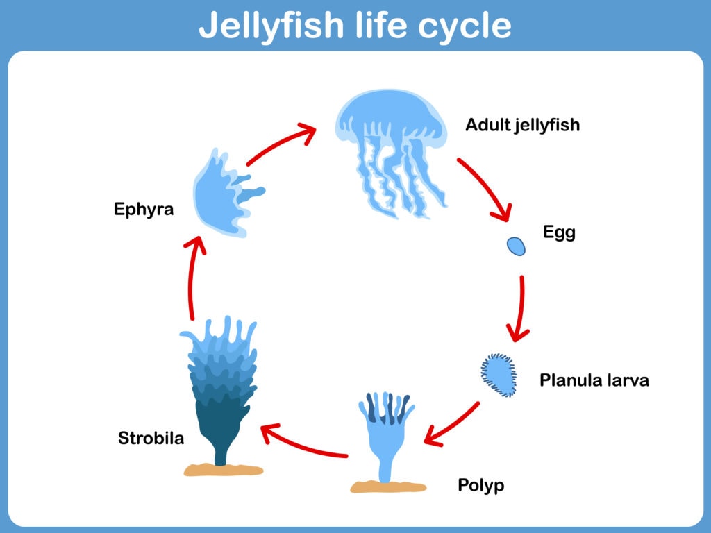 illustration of jellyfish life cycle
