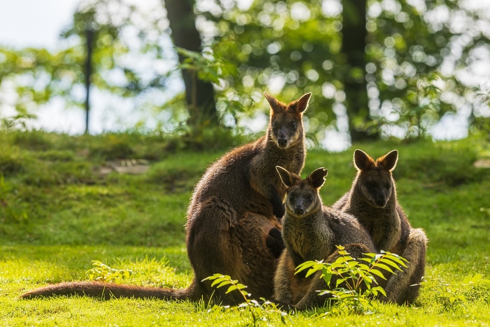 Cute family of wallaby looking at the camera