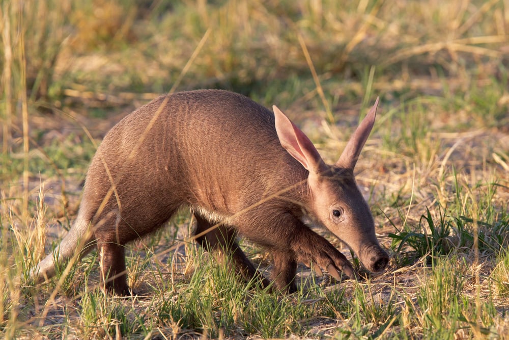 Cute Aardvark sniffing on dry grasses