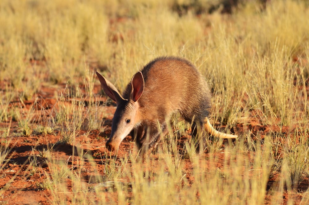 Cute Aardvark sniffing on the ground
