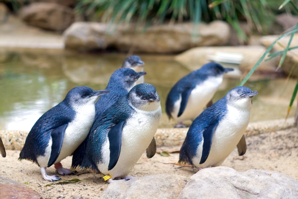 Cute Little Blue Penguin walking on stones