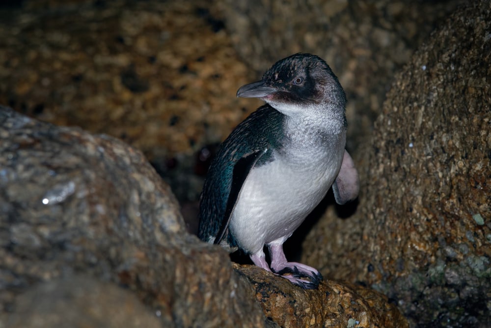 Cute Little Blue Penguin walking in the middle of stones