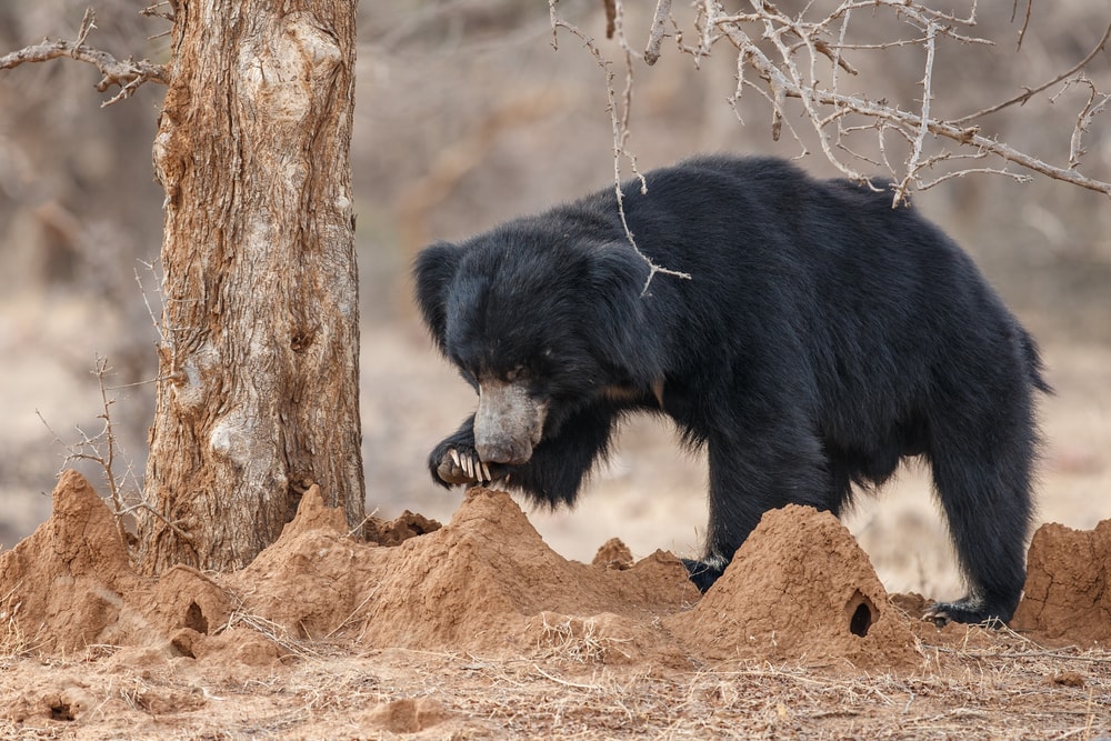 Cute Sloth Bear stepping on the sand formed as cone