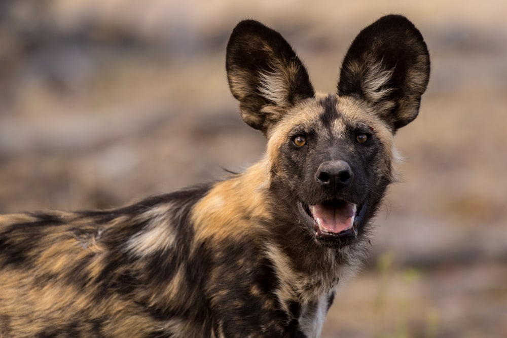 Cute African Wild Dog looking at the camera