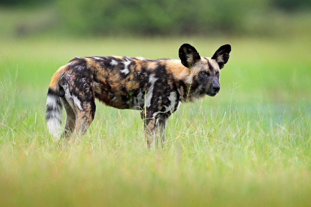 Cute African Wild Dog in the middle of the grass