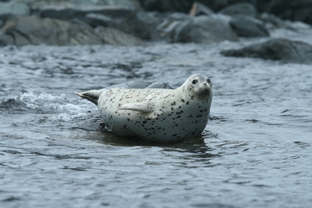 Cute Spotted Seal on top of a rock