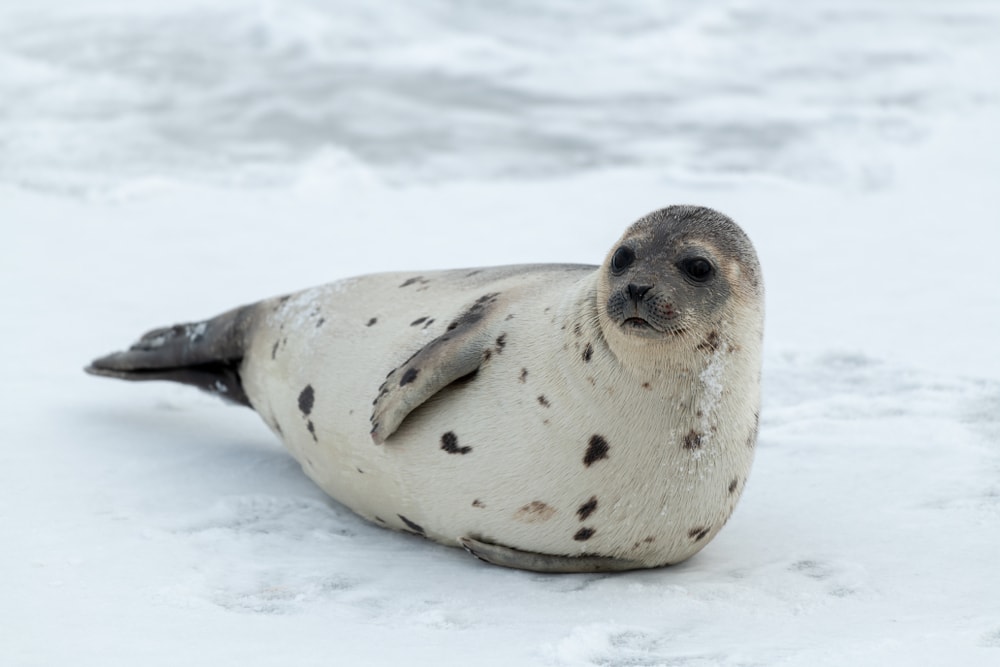 Cute Spotted Seal laying on a snow