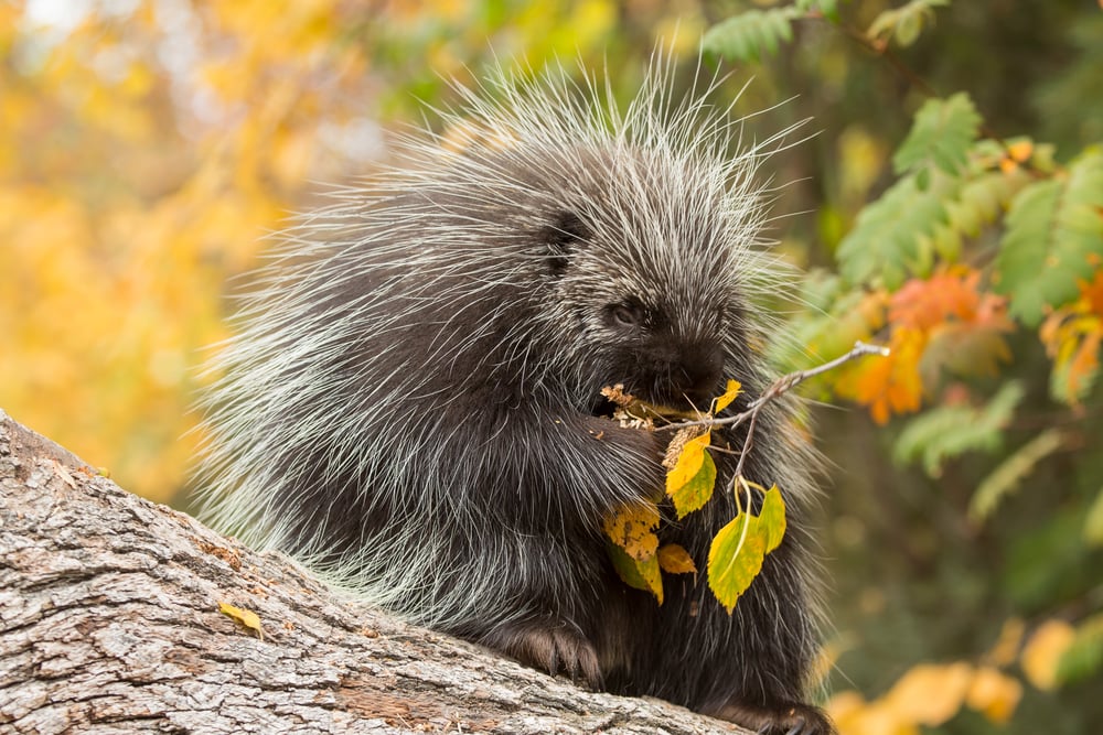 Cute Porcupine eating leaves on a tree