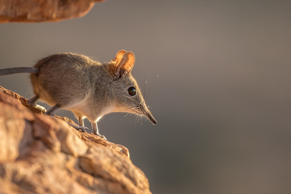 Cute elephant shrew going down the cave