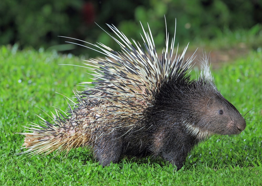 Cute Porcupine standing on the grass