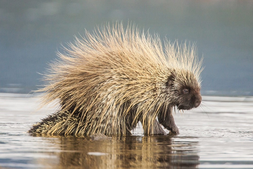 Cute Porcupine on top of a rock in the middle of water