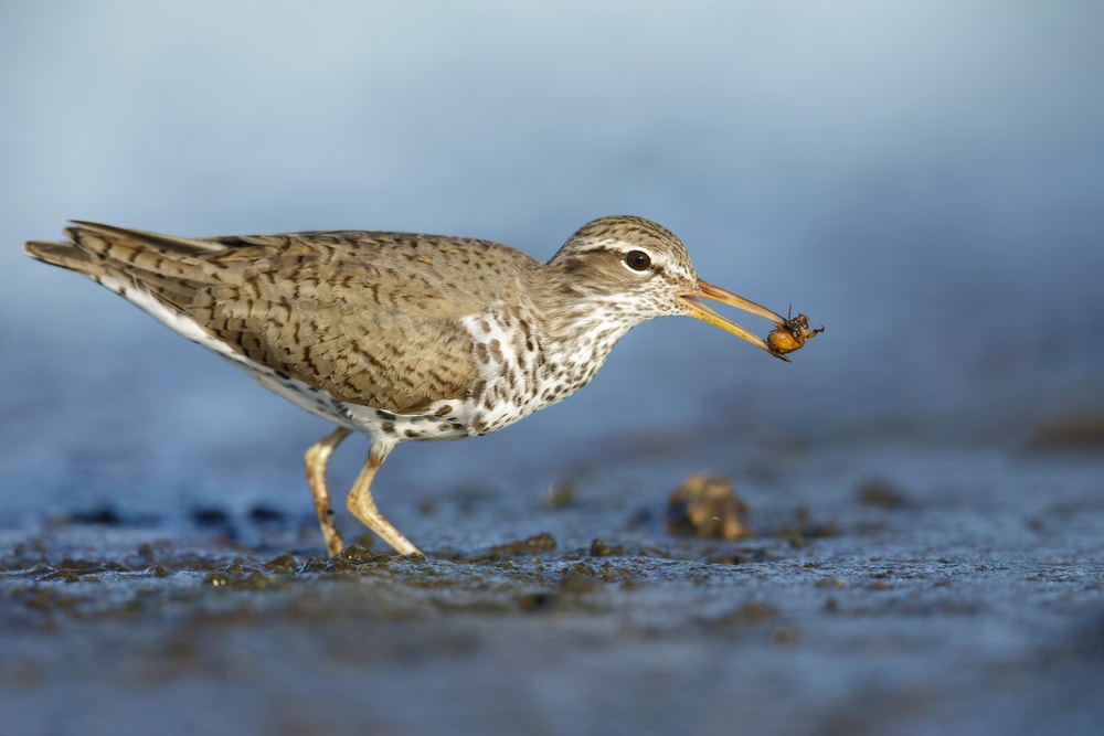 Cute Spotted Sandpiper eating an insect in the mud