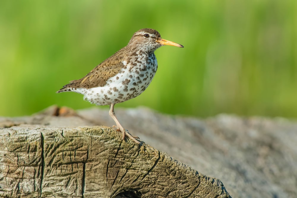 Cute Spotted Sandpiper standing on a tree