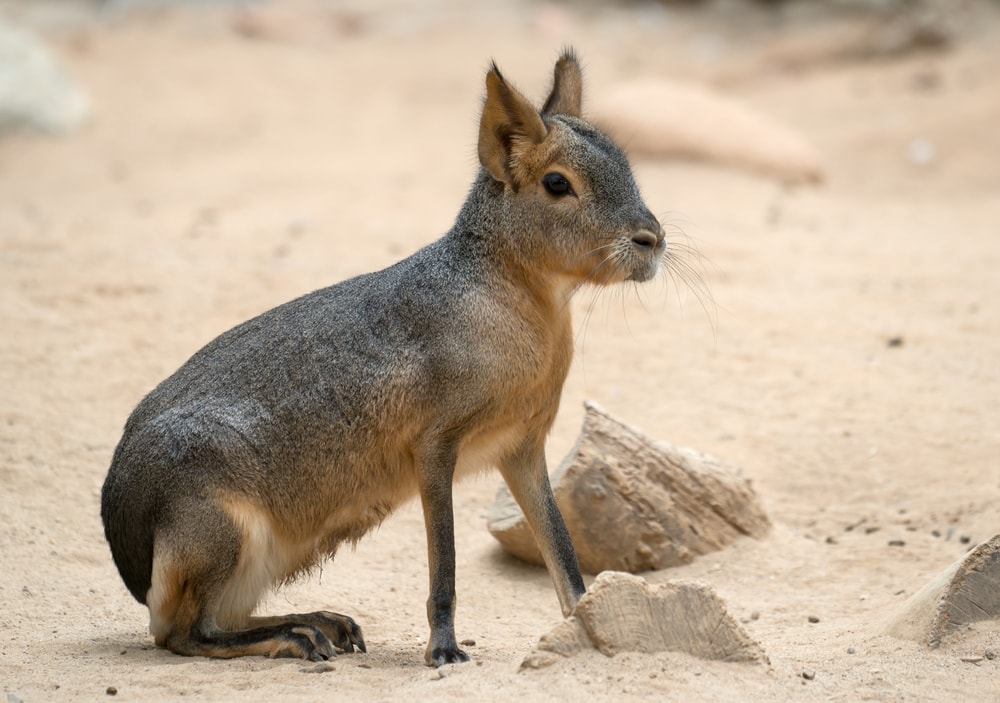 Cute Patagonian Mara standing on a dry sand