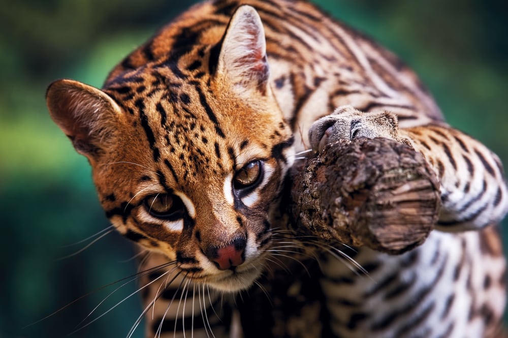 Cute Ocelot holding a wood and showing it to the camera