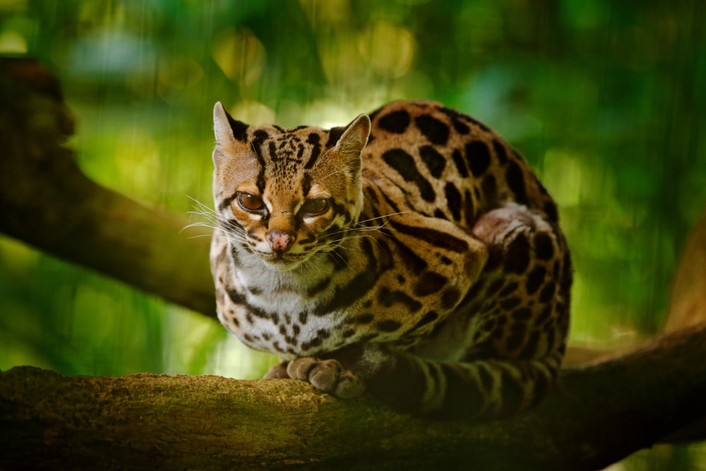 Cute Margay in the middle of a tree