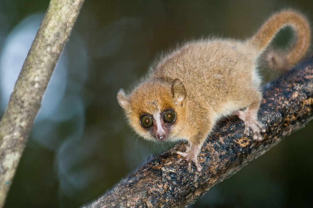 Cute Mouse Lemur walking on a branch of tree