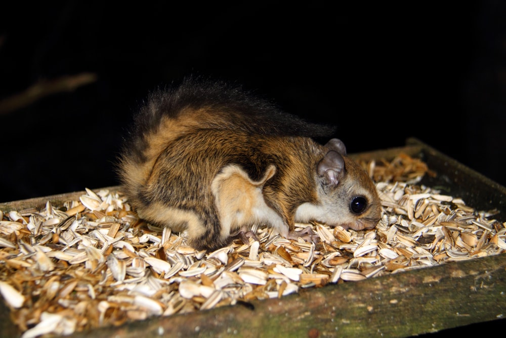 Cute Japanese Dwarf Flying Squirrel eating nuts left overs