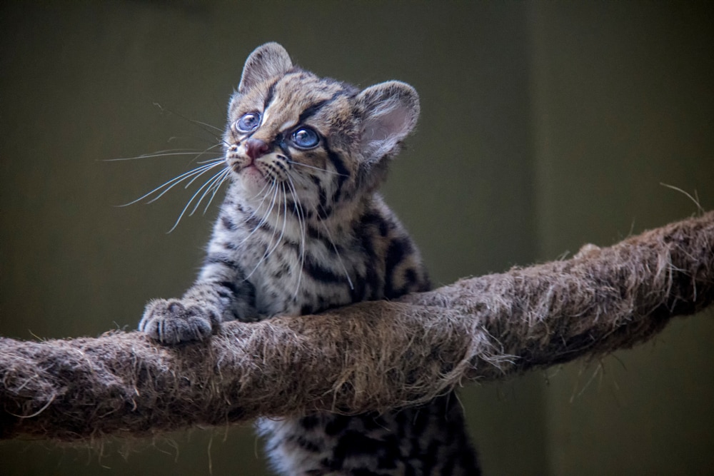 Cute baby margay going up on a thick robe