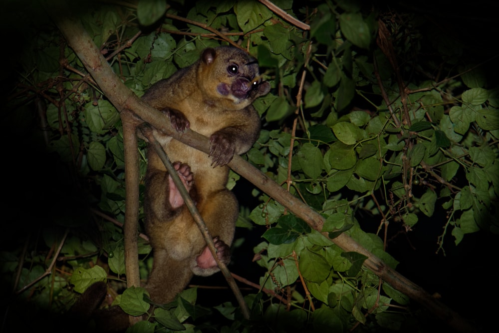 Cute Kinkajou going up the tree in the middle of the night