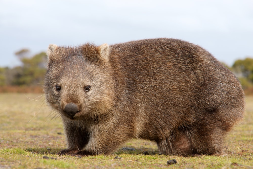 Cute Wombat in the middle of the field
