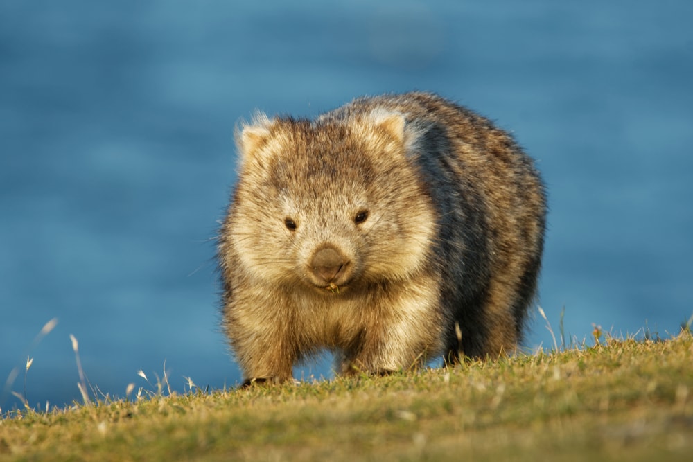 Cute Wombat walking towards the camera