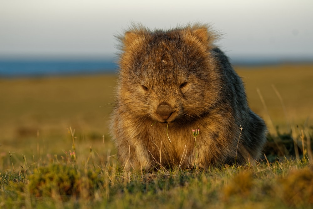 Cute Wombat sitting on dry grass