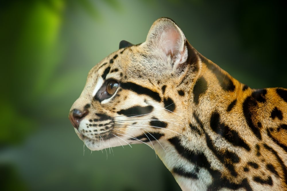 Cute Margay pictured its side view