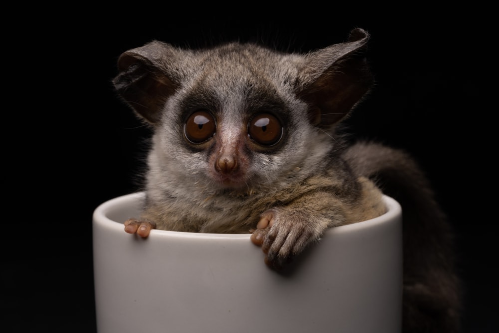 Cute Bush Baby inside the white cup on black background
