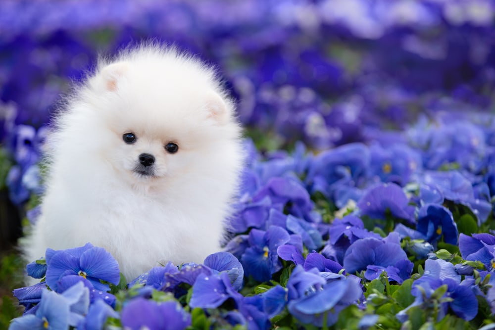 cute white pomeranian dog in lavender flowers