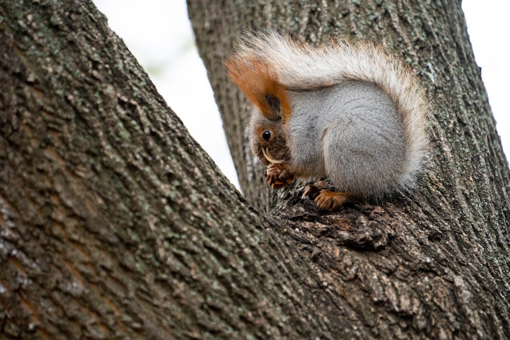Cute saber-toothed squirrel in the middle of a tree