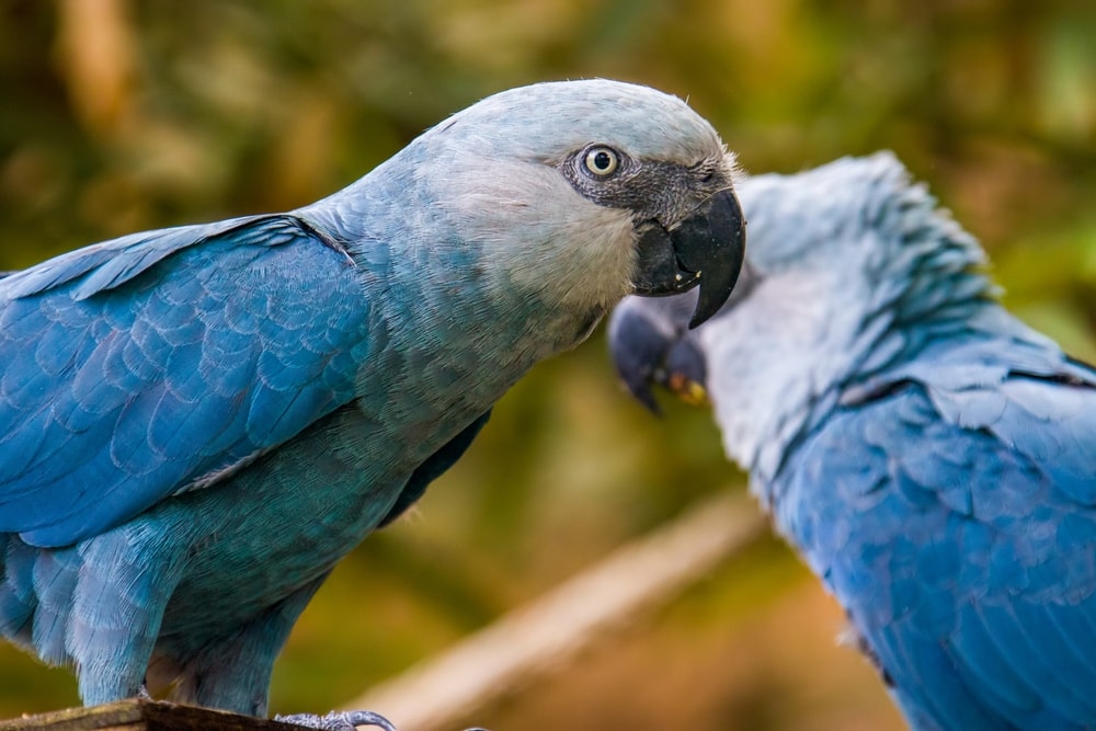 Close up picture of the cute Spix’s macaw