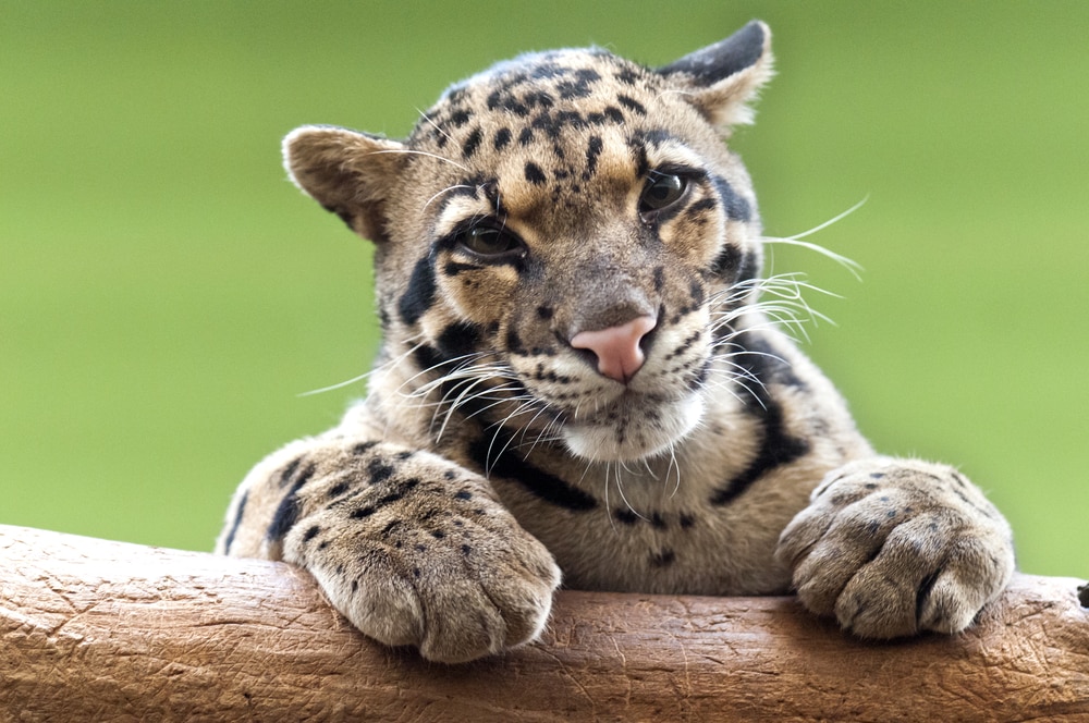 Cute leopard looking at the camera with teary eyes