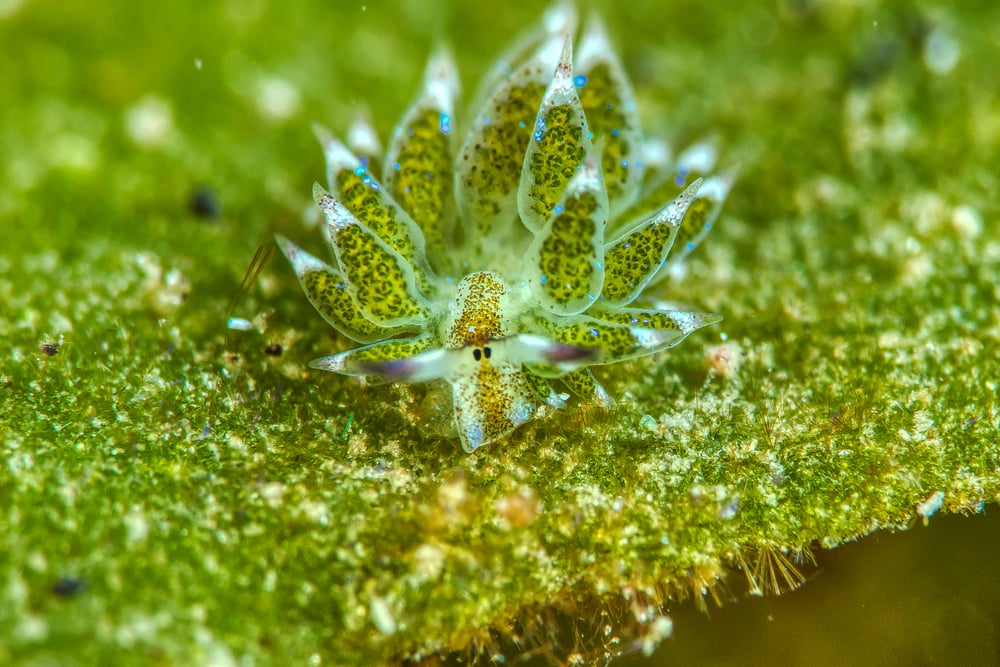 Close up picture of a cute Leaf Sheep Sea Slug