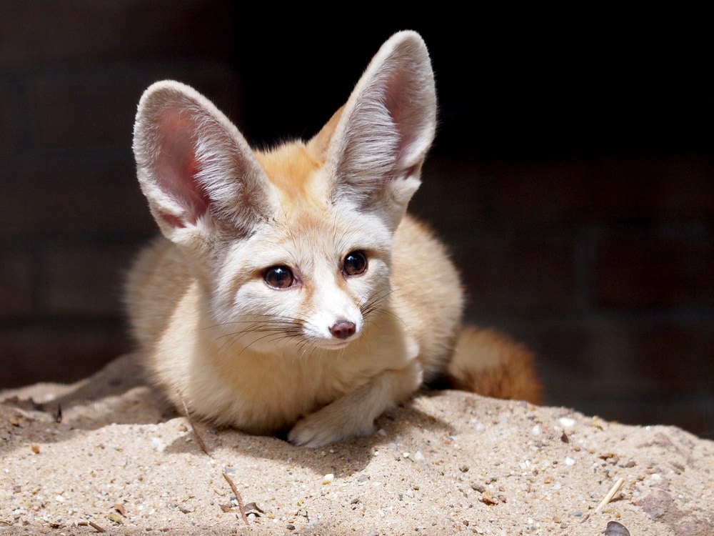 Cute fennec fox getting out of the cave