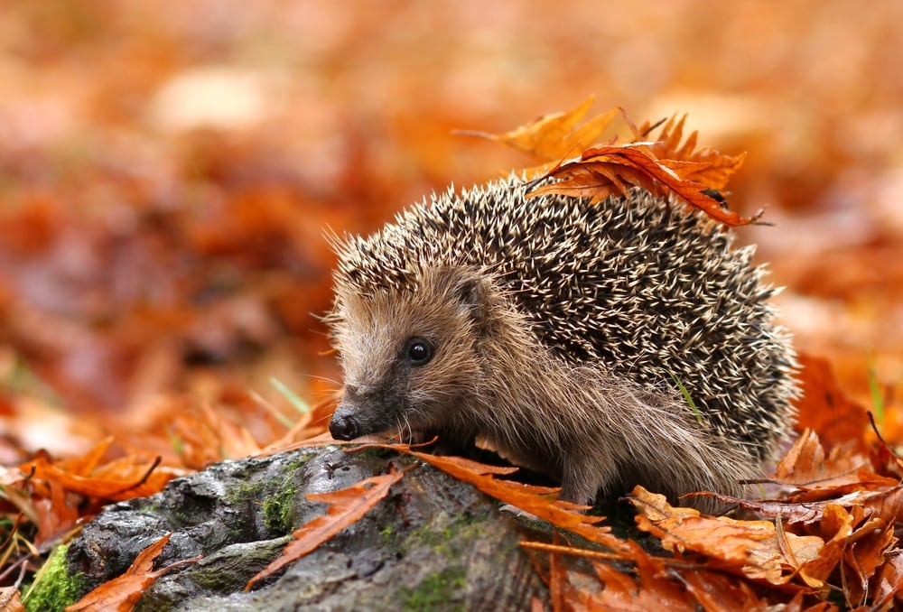 Cute hedgehog with maple leaves on its back