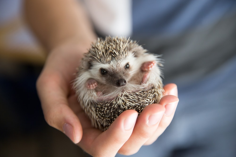Cute hedgehog held by a human