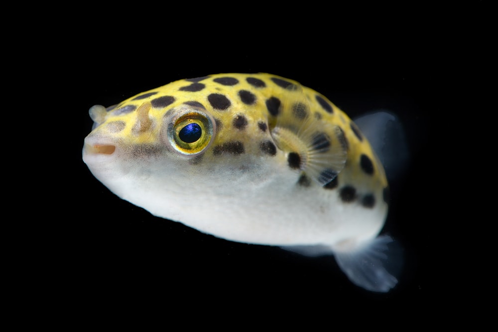 Cute Green Spotted Puffer in black background
