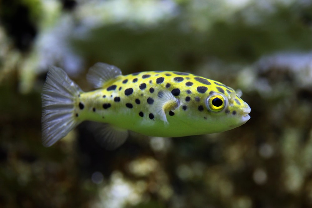 Cute Green Spotted Puffer going to its coral