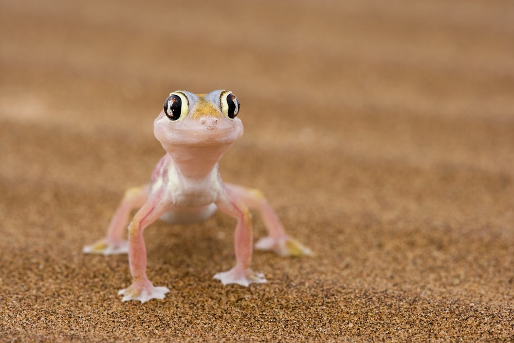 Cute Palmetto Gecko walking on beach sand