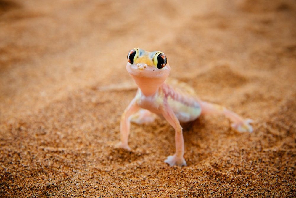 Cute Palmetto Gecko walking on beach sand looking up