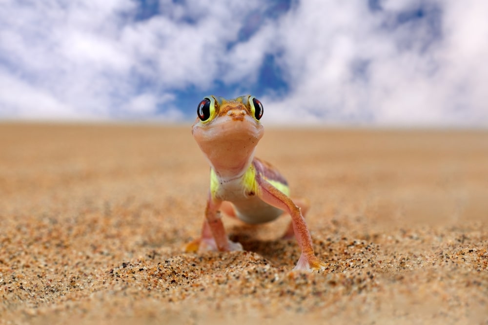 Cute Palmetto Gecko walking on beach sand with sky in its background