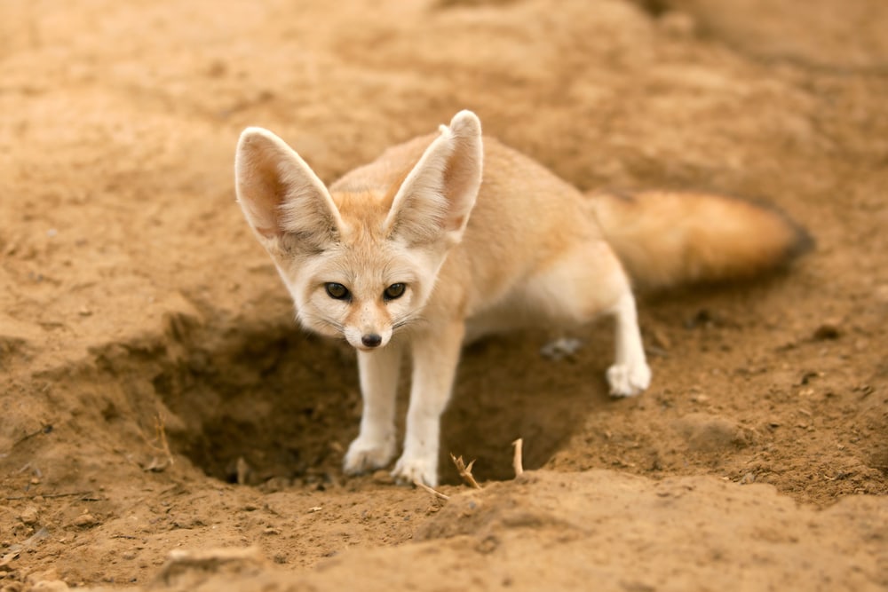 Cute fennec fox digging a hole in the sand